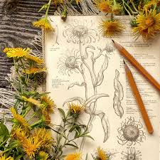 Attēlu rezultāti vaicājumam “Inula britannica bud”