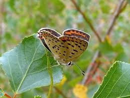 Attēlu rezultāti vaicājumam “Lycaena tityrus female”