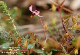 Attēlu rezultāti vaicājumam “Oxycoccus palustris flower”