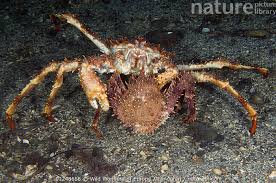 Image result for Lithodes maja