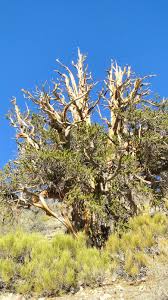 Attēlu rezultāti vaicājumam “Brachonyx pineti”