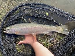 Image result for Oncorhynchus mykiss