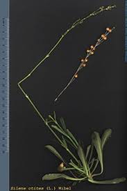 Attēlu rezultāti vaicājumam “Silene otites fruit”