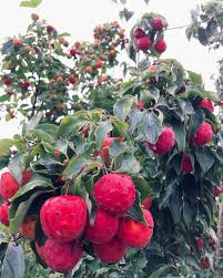 Attēlu rezultāti vaicājumam “Corynephorus canescens fruit”