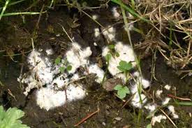 Attēlu rezultāti vaicājumam “Basidiodendron”