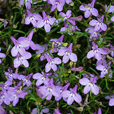 Image result for Lobelia erinus