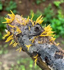 Attēlu rezultāti vaicājumam “Calocera cornea”