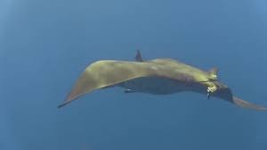 Image result for Mobula tarapacana