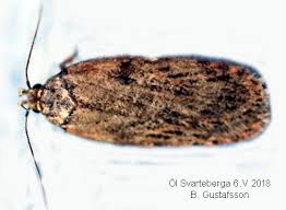 Attēlu rezultāti vaicājumam “Depressaria olerella imago”