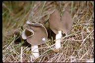 Attēlu rezultāti vaicājumam “Helvella elastica”