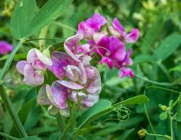 Attēlu rezultāti vaicājumam “Lathyrus tuberosus flower”