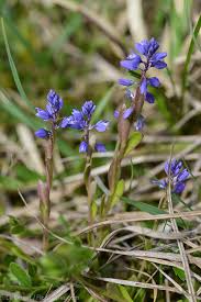 Attēlu rezultāti vaicājumam “Polygala amarella”