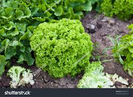 Attēlu rezultāti vaicājumam “Lactuca sativa”