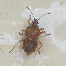 Attēlu rezultāti vaicājumam “Kleidocerys resedae imago”