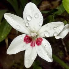 Attēlu rezultāti vaicājumam “Lophozia laxa macro”