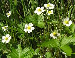 Image result for Fragaria vesca