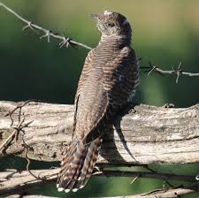 Attēlu rezultāti vaicājumam “Cuculus canorus juvenile”