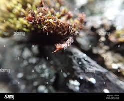 Attēlu rezultāti vaicājumam “Schistidium apocarpum macro”