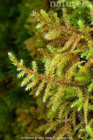 Attēlu rezultāti vaicājumam “Pleurozium schreberi sporophyte”