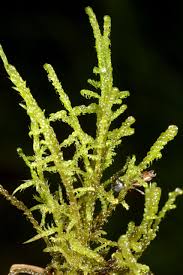 Attēlu rezultāti vaicājumam “Hamatocaulis vernicosus”
