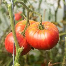 Afbeeldingsresultaat voor 1884 purple tomato