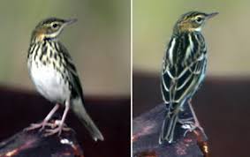 Image result for Anthus gustavi