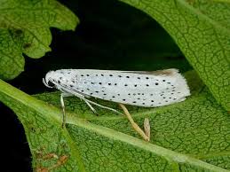 Attēlu rezultāti vaicājumam “Yponomeuta evonymella”