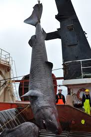 Image result for Somniosus microcephalus