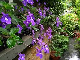 Image result for Streptocarpus