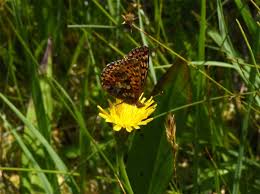 Attēlu rezultāti vaicājumam “Boloria aquilonaris”