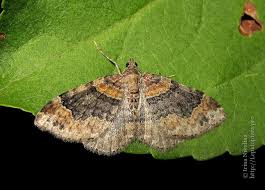 Attēlu rezultāti vaicājumam “Xanthorhoe ferrugata”