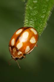 Attēlu rezultāti vaicājumam “Calvia decemguttata imago”