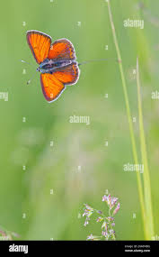 Attēlu rezultāti vaicājumam “Lycaena hippothoe male”