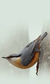 Image result for Sitta europaea