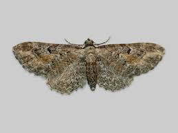 Attēlu rezultāti vaicājumam “Eupithecia icterata”