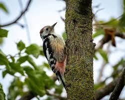 Attēlu rezultāti vaicājumam “Dendrocopos medius adult”