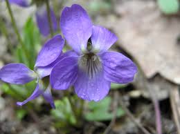 Attēlu rezultāti vaicājumam “Viola hirta”