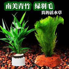 「綠羽毛」的圖片搜尋結果