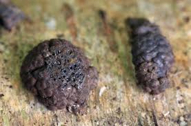 Attēlu rezultāti vaicājumam “Hypoxylon multiforme”