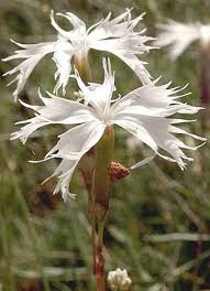 Attēlu rezultāti vaicājumam “Dianthus arenarius bud”