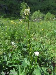 Attēlu rezultāti vaicājumam “Arabis hirsuta flower”