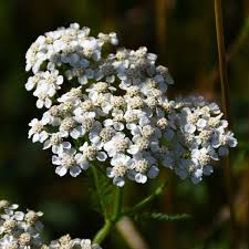 Attēlu rezultāti vaicājumam “Achillea millefolium flower”