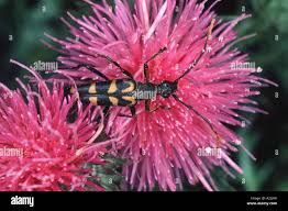 Attēlu rezultāti vaicājumam “Leptura annularis”