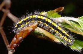 Attēlu rezultāti vaicājumam “Callimorpha dominula larva”