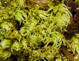 Attēlu rezultāti vaicājumam “Aulacomnium”