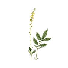 Attēlu rezultāti vaicājumam “Agrimonia eupatoria leaf”