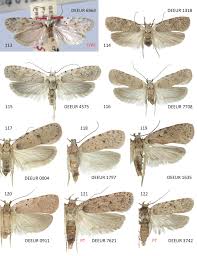Attēlu rezultāti vaicājumam “Agonopterix aranella”