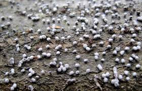 Attēlu rezultāti vaicājumam “Didymium sp.”