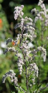 Attēlu rezultāti vaicājumam “Artemisia vulgaris flower”