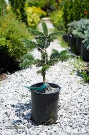 Attēlu rezultāti vaicājumam “Abies mariesii”